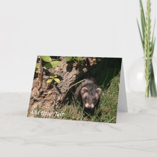 ファーベビー。セーブルフェレット シーズンカード (正面)