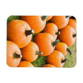 ファーマーズマーケットで売るカボチャ マグネット (横)