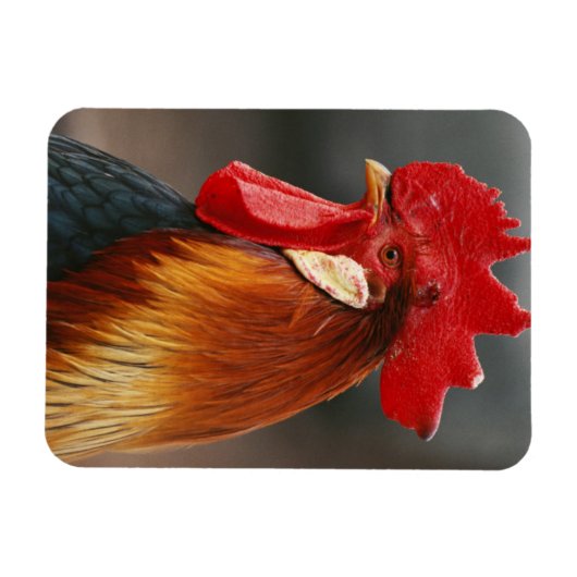 ファーミヤードドメスティックルースター マグネット (横)