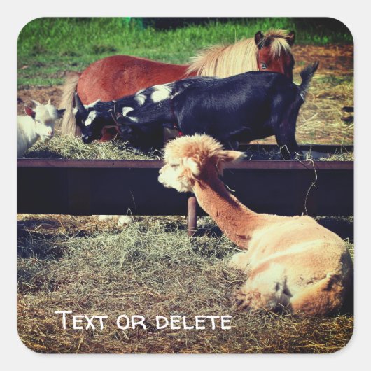 ファームアニマルフレンズパーソナライズされた自然 スクエアシール (正面)