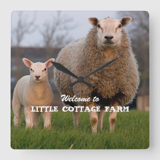ファームウェルカムシープファミリーカスタム スクエア壁時計 (正面)