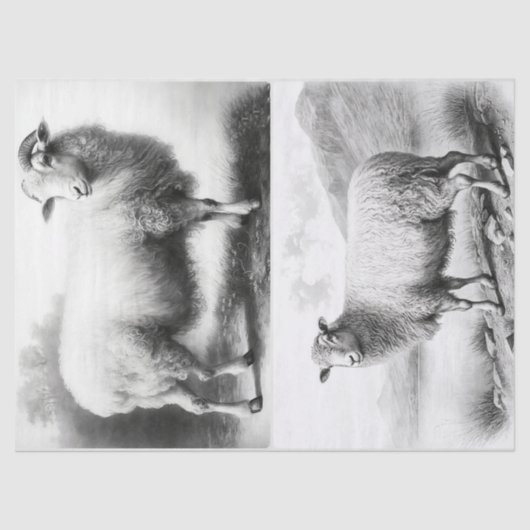 ファームハウスヒツジティッシュペーパー 薄葉紙 (正面)