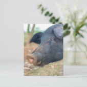 ファームピグデザイン ポストカード (スタンド正面)