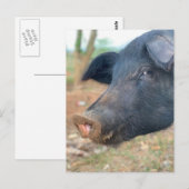 ファームピグデザイン ポストカード (正面/裏面)