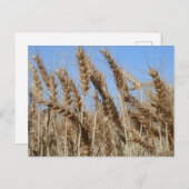 ファームライフUSA小麦はがき ポストカード (正面/裏面)