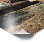 ファーム動物納屋周囲の庭フレンズかわいい10x8 フォトプリント            (角)