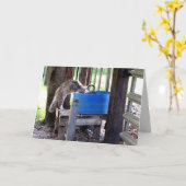 ファーム猫グリーティングカード カード (黄色い花)