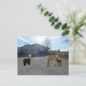 ファーム ポストカード (スタンド正面)