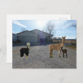 ファーム ポストカード (正面/裏面)