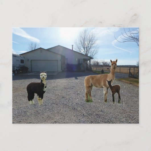 ファーム ポストカード (正面)