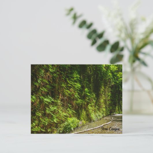 ファーンキャニオンレッドウッドナショナルパークカリフォルニア ポストカード (スタンド正面)