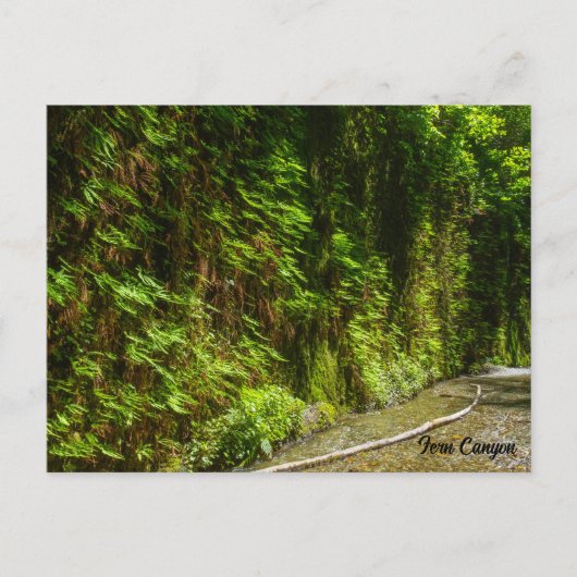 ファーンキャニオンレッドウッドナショナルパークカリフォルニア ポストカード (正面)