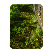 ファーンキャニオンレッドウッドナショナルパークカリフォルニア マグネット (縦)