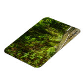 ファーンキャニオンレッドウッドナショナルパークカリフォルニア マグネット (左側)