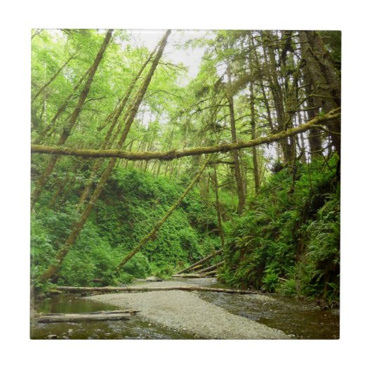 ファーンキャニオンIアットレッドウッド国立公園 タイル (正面)