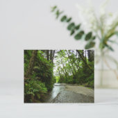 ファーンキャニオンIIアットレッドウッド国立公園 ポストカード (スタンド正面)