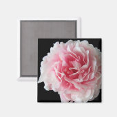 ファーンピーニースクエアマグネット マグネット (正面/裏面)