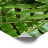 ファーンフロントズIグリーン自然 ポスター (角)