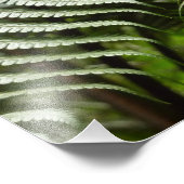 ファーンフロントズIIダークグリーン自然 フォトプリント            (角)