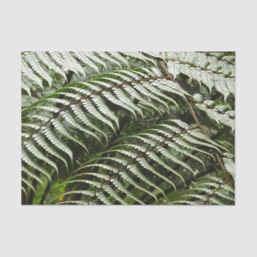 ファーンフロントズIIダークグリーン自然 薄葉紙 (正面)