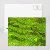 ファーンフロントズIIIグリーン自然植物学 ポストカード (正面/裏面)