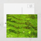 ファーンフロントズIIIグリーン自然植物学 ポストカード (正面/裏面)