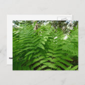 ファーンフロントズIVグリーン自然植物学 ポストカード (正面/裏面)