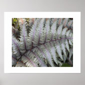 ファーン日本の絵を描フローラ写真 ポスター (正面)