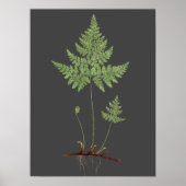 ファーン ポスター (正面)