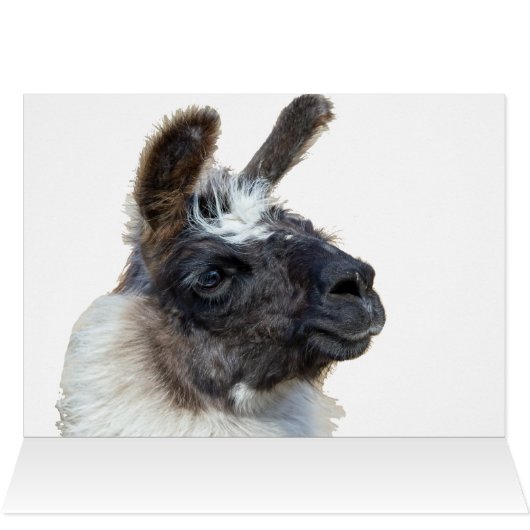 ファー顔 (内部横(上))