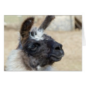 ファー顔 (正面横)