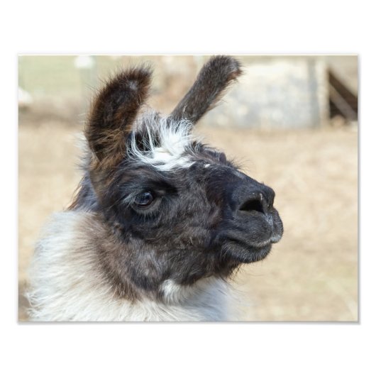 ファー顔 フォトプリント            (正面)