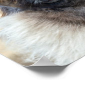 ファー顔 ポスター (角)