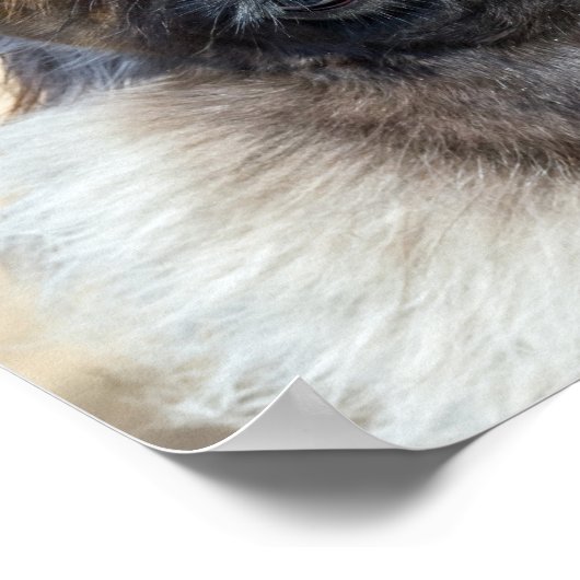 ファー顔 ポスター (角)