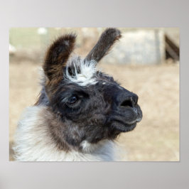 ファー顔 ポスター