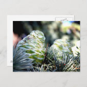 フィアコーン ポストカード (正面/裏面)