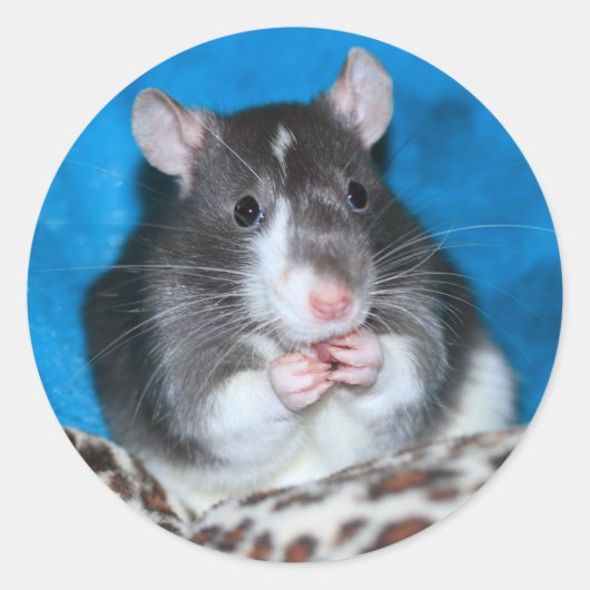 フィガロラティ3"ステッカー ラウンドシール (正面)