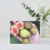 フィグス ポストカード (スタンド正面)