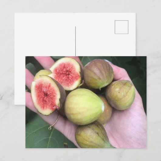 フィグス ポストカード (正面/裏面)