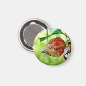 フィサリス・アルケケンギ磁石 マグネット (正面/裏面)