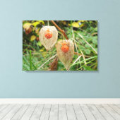 フィサリス・アルケケンギ キャンバスプリント (インサイチュ (ウッドフロア))