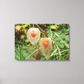 フィサリス・アルケケンギ キャンバスプリント (正面)