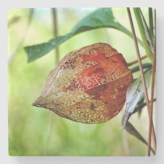 フィサリス・アルケケンギ ストーンコースター (正面)