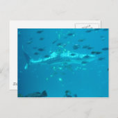 フィシーズ ポストカード (正面/裏面)