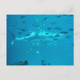 フィシーズ ポストカード