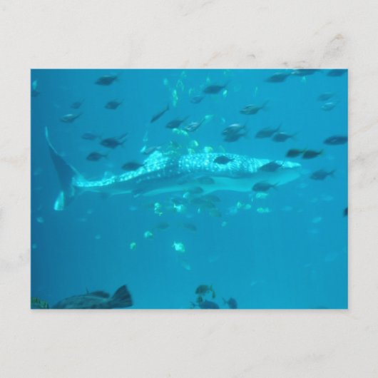 フィシーズ ポストカード (正面)