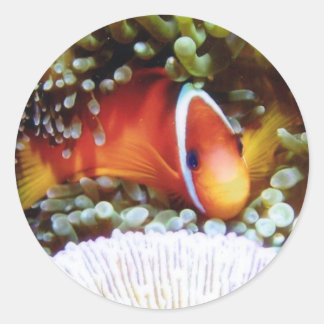 フィジトマトピエロ ラウンドシール