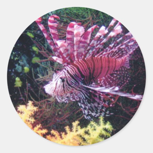 フィジライオン ラウンドシール (正面)