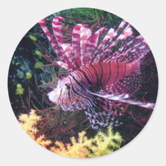 フィジライオン ラウンドシール