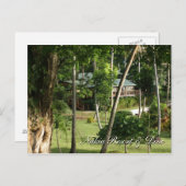 フィジーからのはがき ポストカード (正面/裏面)